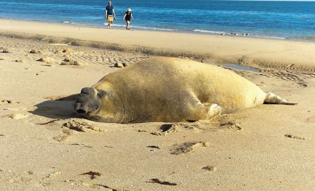 Elefante marino visita la playa de Puerto Peñasco